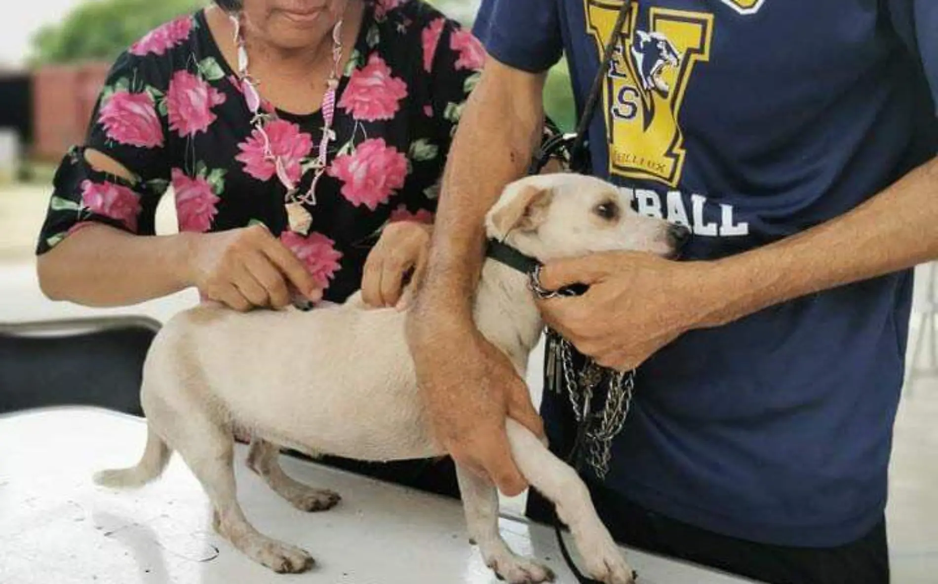 Perrito siendo vacunado